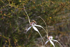 Caladenia longicauda
