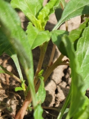 Amaranthus polygonoides