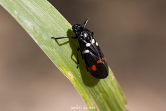 Callitettix versicolor