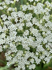 Stevia serrata