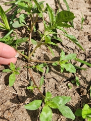 Amaranthus polygonoides