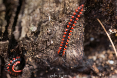Helicorthomorpha