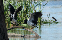 Anseranas semipalmata