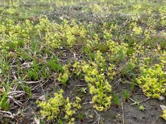 Drosera hookeri