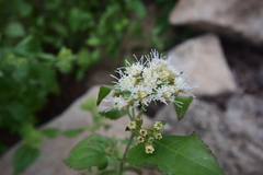 Ageratina herbacea