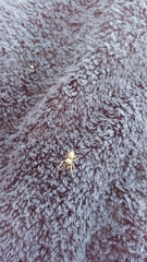Eris militaris