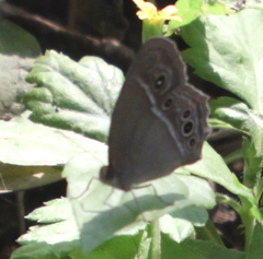 Mycalesis mineus