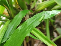 Pseudoxya diminuta