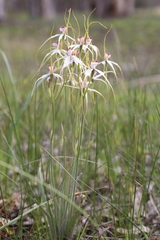 Caladenia longicauda redacta
