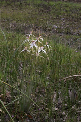 Caladenia longicauda redacta
