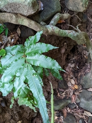 Bolbitis heteroclita