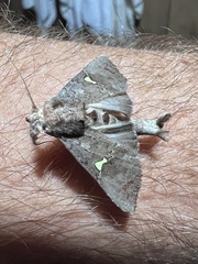 Notoplusia flavodiscata