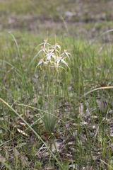 Caladenia longicauda redacta
