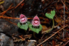 Corybas himalaicus