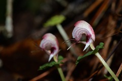 Corybas himalaicus