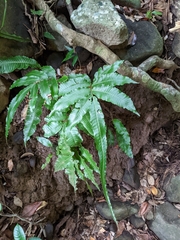 Bolbitis heteroclita