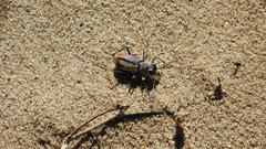 Cicindela limbata nympha