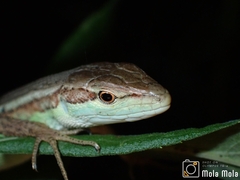 Takydromus septentrionalis