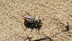 Cicindela limbata nympha