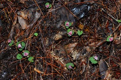 Corybas himalaicus