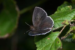 Sinthusa chandrana