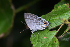 Sinthusa chandrana