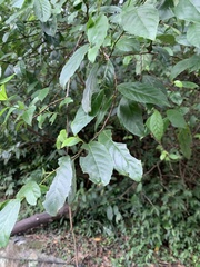 Maesa perlaria formosana