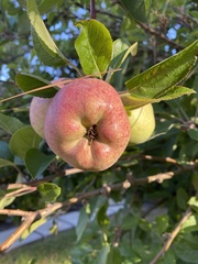 Malus domestica
