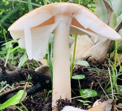 Amanita crocea