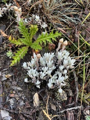 Anaphalis nepalensis