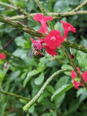 Apis cerana
