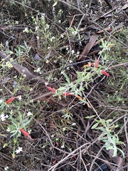 Eremophila glabra