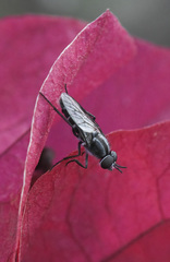 Ozodiceromyia