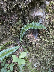 Polystichum lonchitis