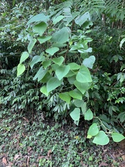 Pericampylus glaucus