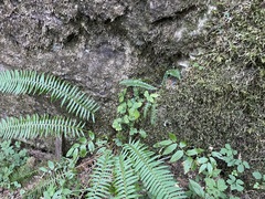 Polystichum lonchitis
