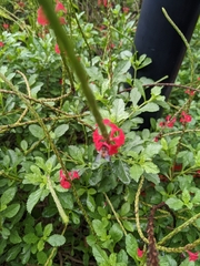Apis cerana