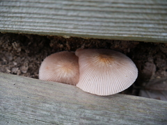 Agaricales