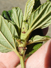 Periploca ceanothiella