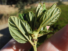 Periploca ceanothiella