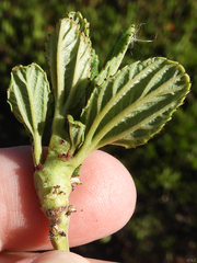 Periploca ceanothiella