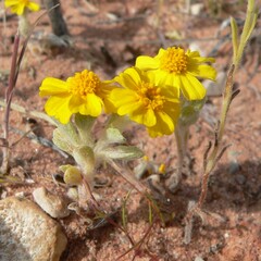 Eriophyllum wallacei