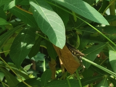 Xenocatantops humilis