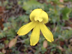 Goodenia arguta