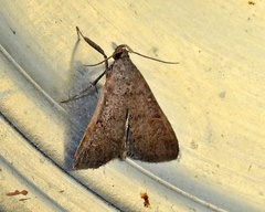 Bleptina caradrinalis