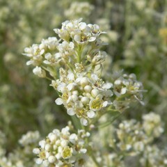 Lepidium fremontii