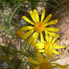 Senecio flaccidus monoensis