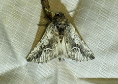 Ursia noctuiformis