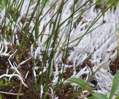 Thamnolia vermicularis vermicularis