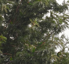 Psittacara mitratus